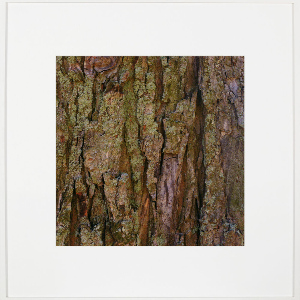 Bark/Bark/Bark