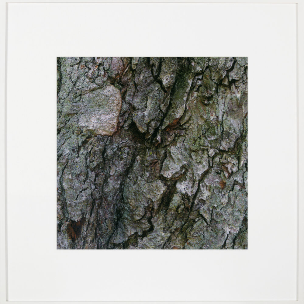 Bark/Bark/Bark