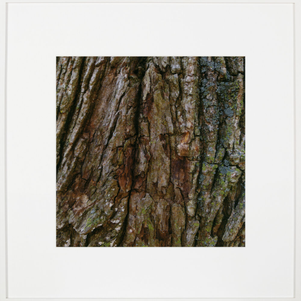 Bark/Bark/Bark