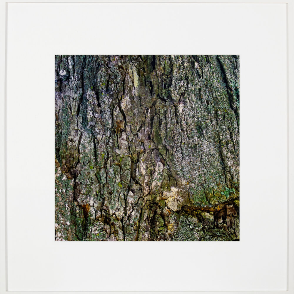 Bark/Bark/Bark