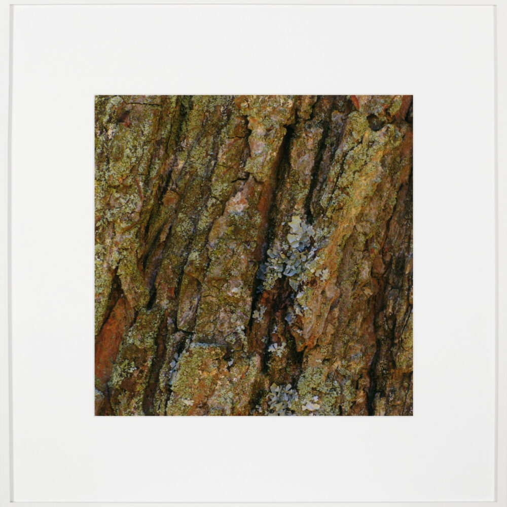 Bark/Bark/Bark