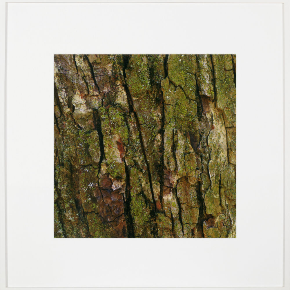 Bark/Bark/Bark