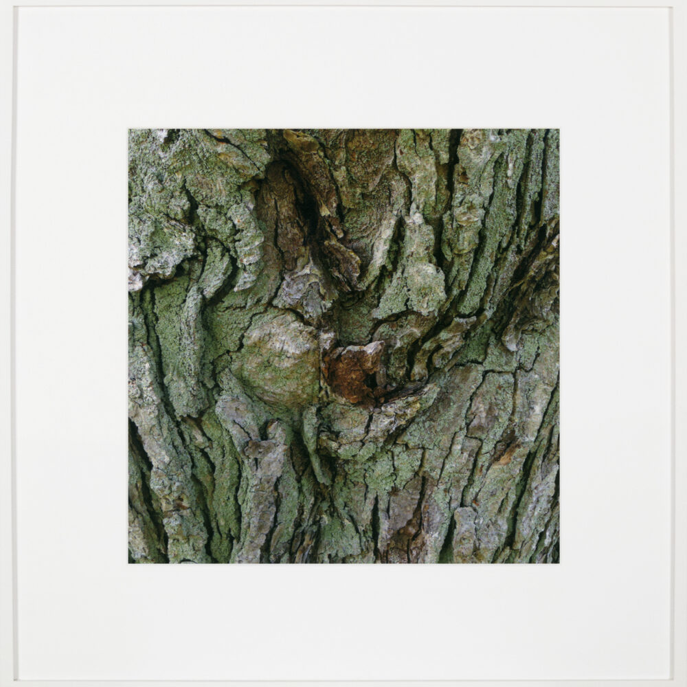 Bark/Bark/Bark