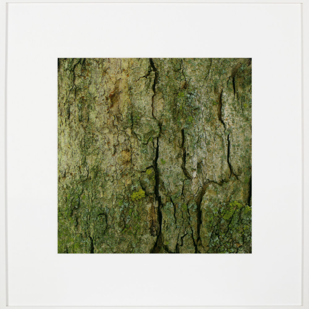 Bark/Bark/Bark