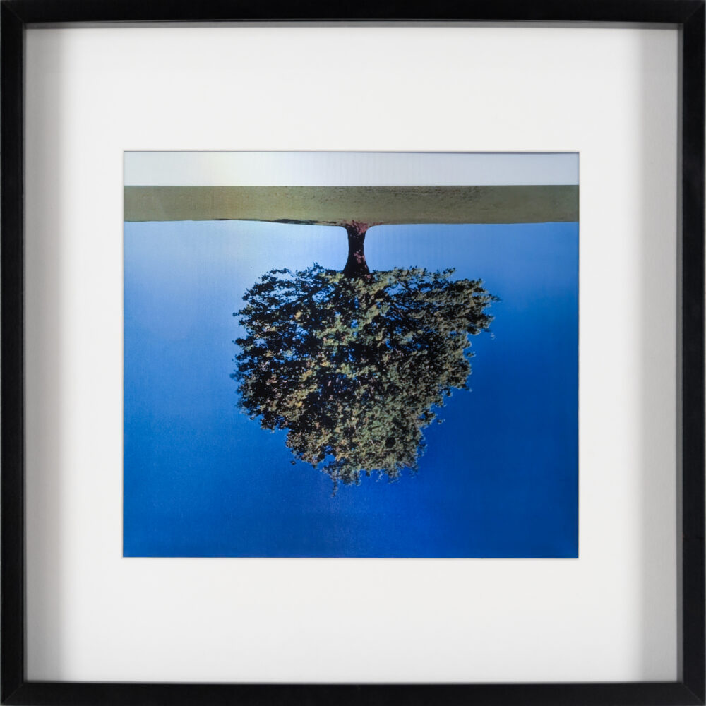 Authentic Artifact Rodney Graham Tree 2004 Special edition produced as lenticular